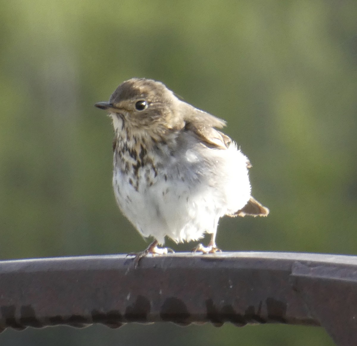 Swainson's Thrush - ML454744351
