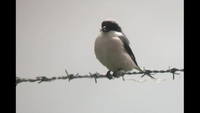 Lesser Gray Shrike - ML454744601