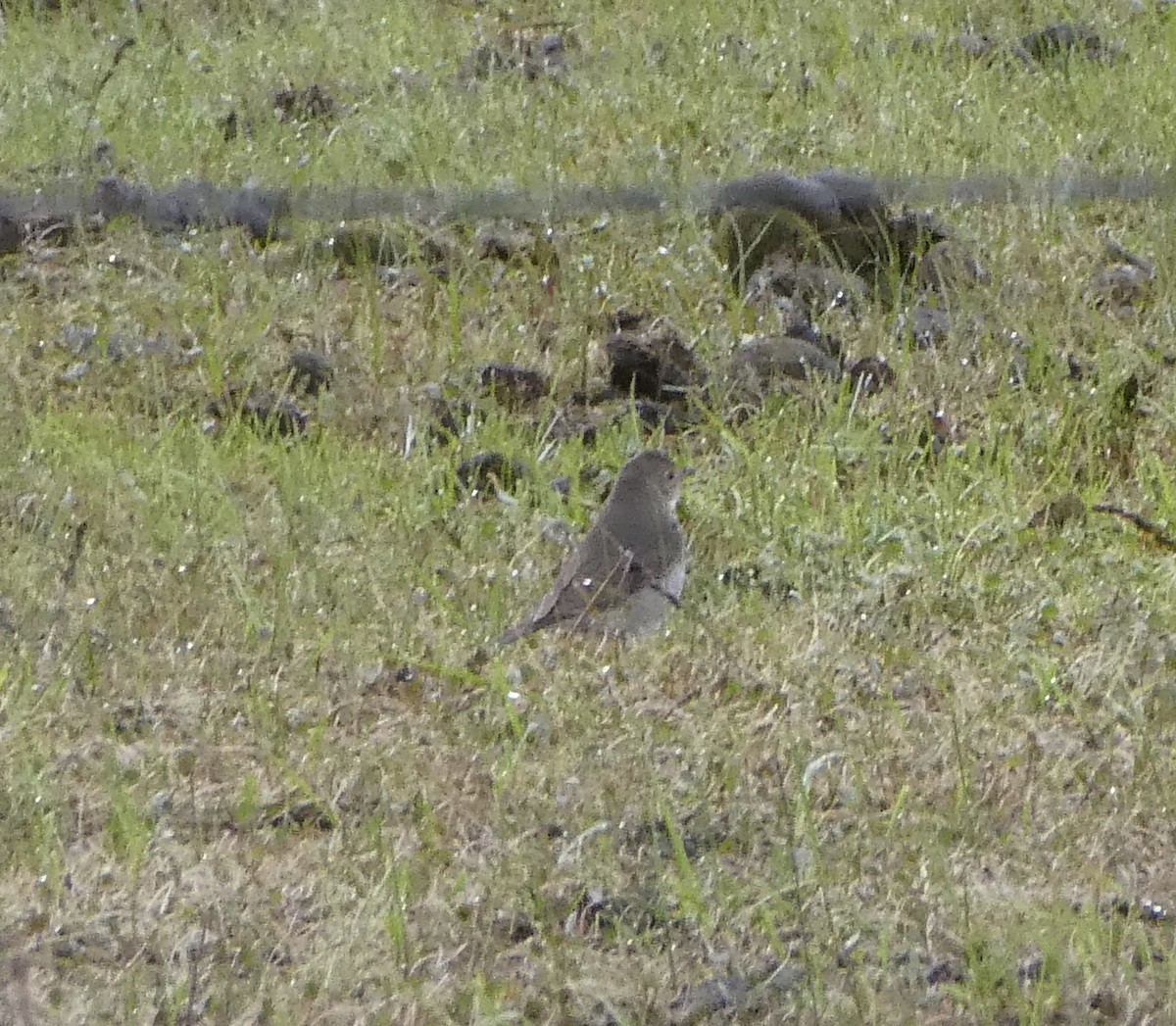 Gray-cheeked Thrush - ML454744681