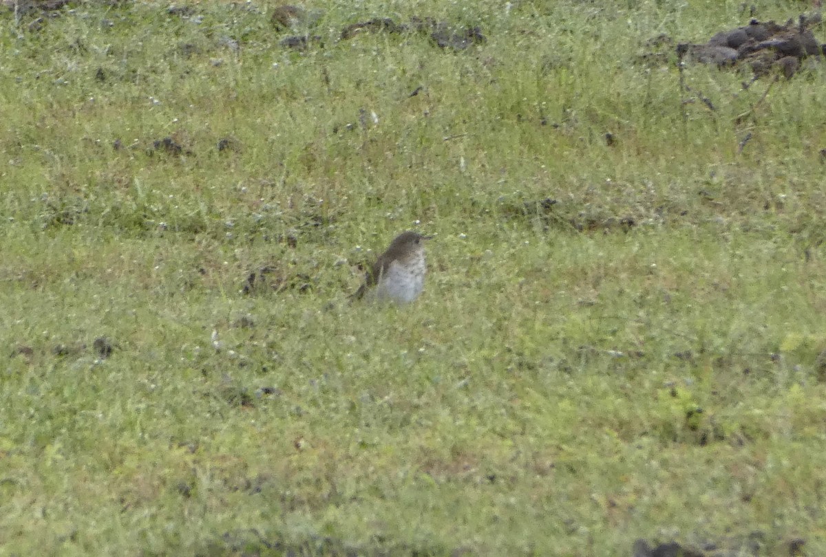 Gray-cheeked Thrush - ML454744721