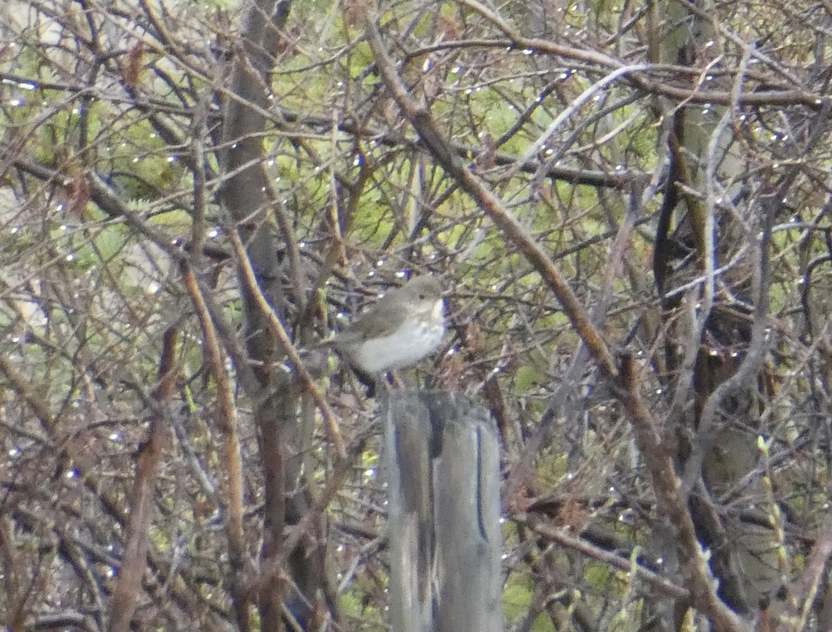 Gray-cheeked Thrush - ML454744731