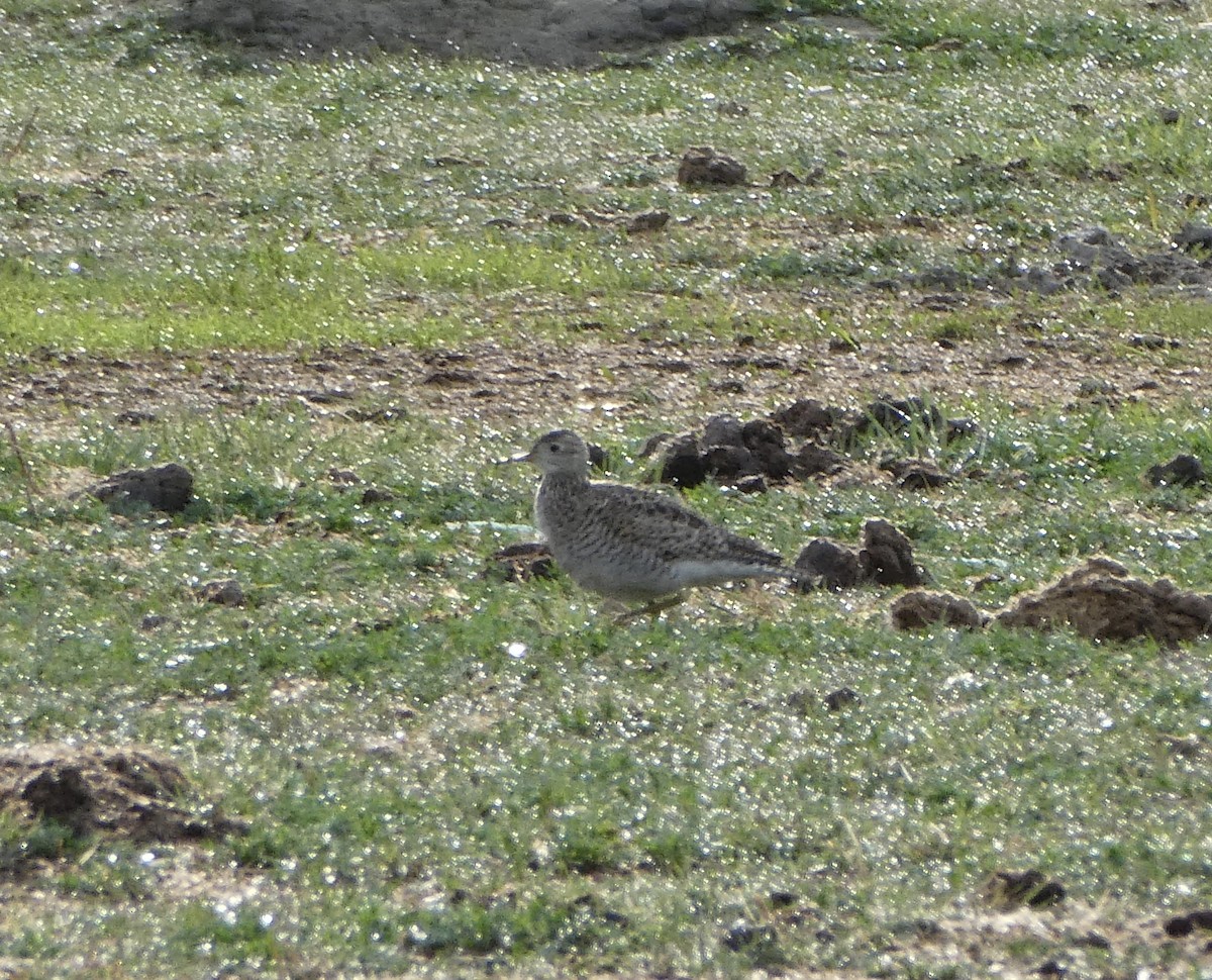 Upland Sandpiper - ML454745111