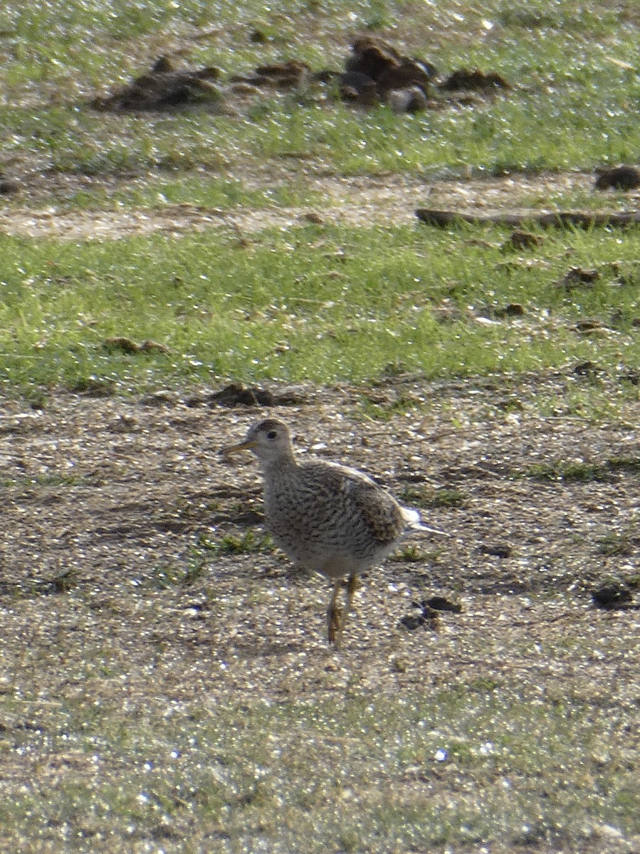 Upland Sandpiper - ML454745121