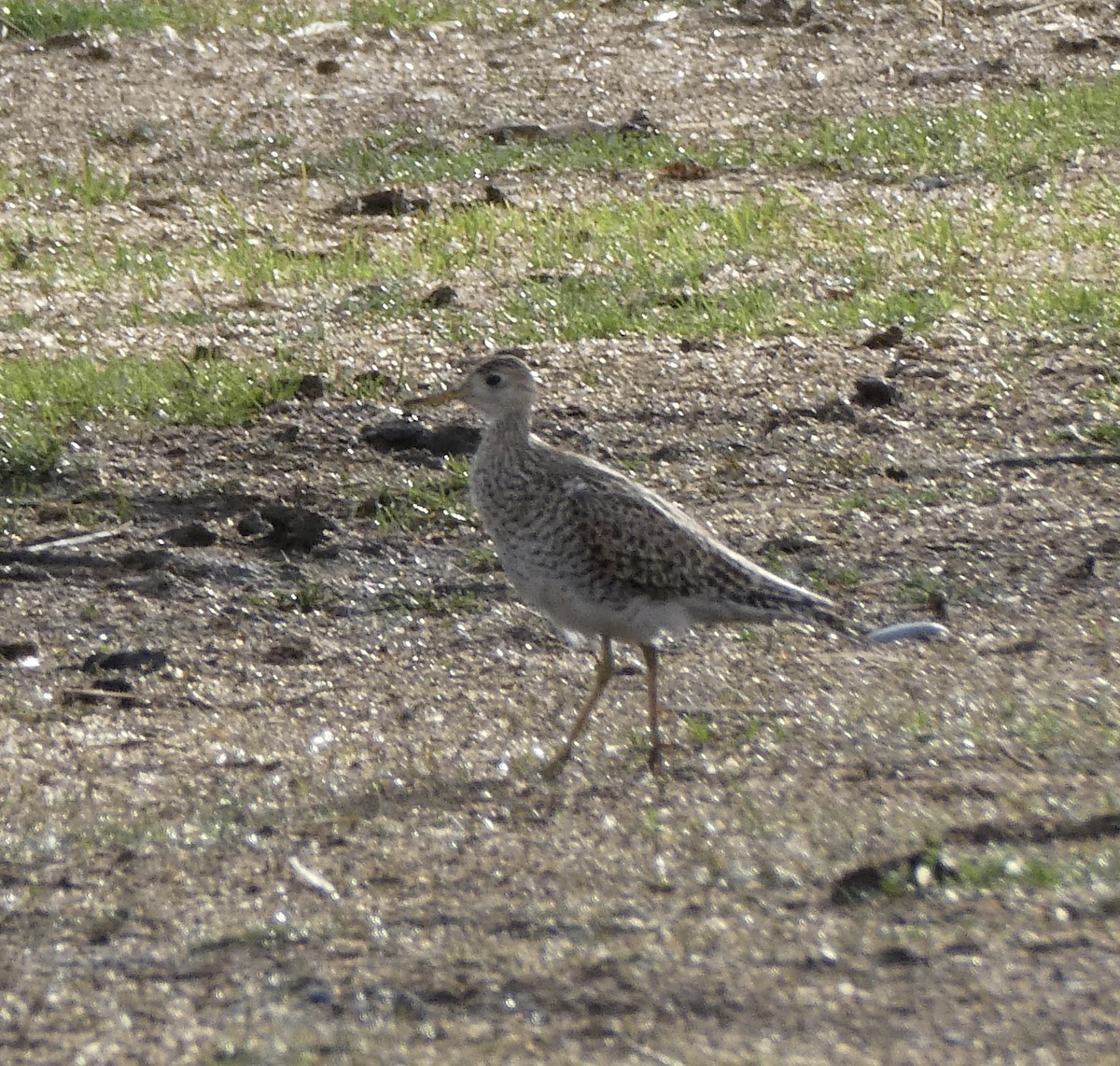 Upland Sandpiper - ML454745141