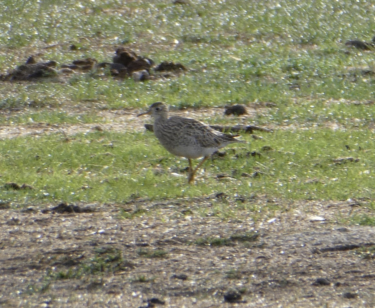Upland Sandpiper - ML454745171