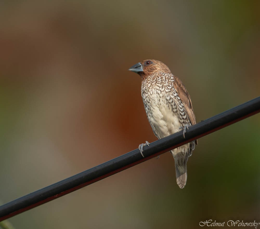 Scaly-breasted Munia - ML454745441