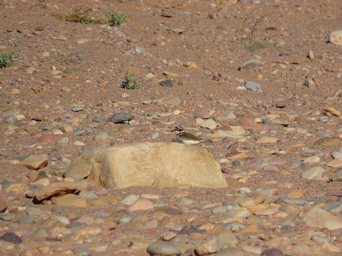 Нарийн хиазат - ML454746091