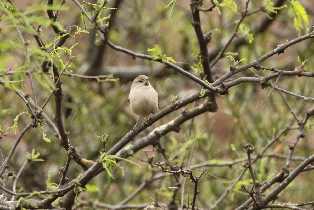 Creamy-breasted Canastero (Rusty-vented) - ML454746481