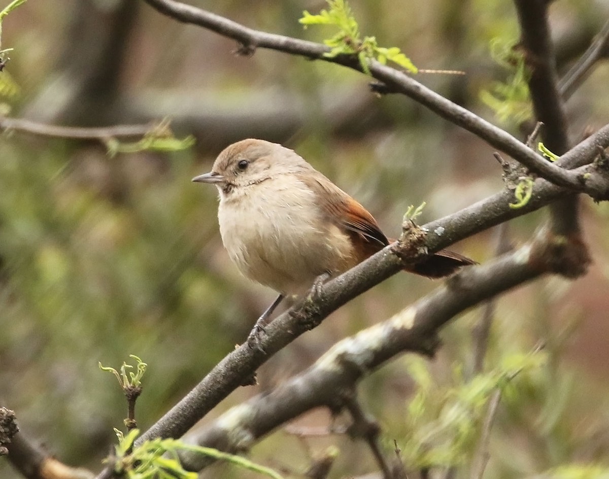 Creamy-breasted Canastero (Rusty-vented) - ML454746491