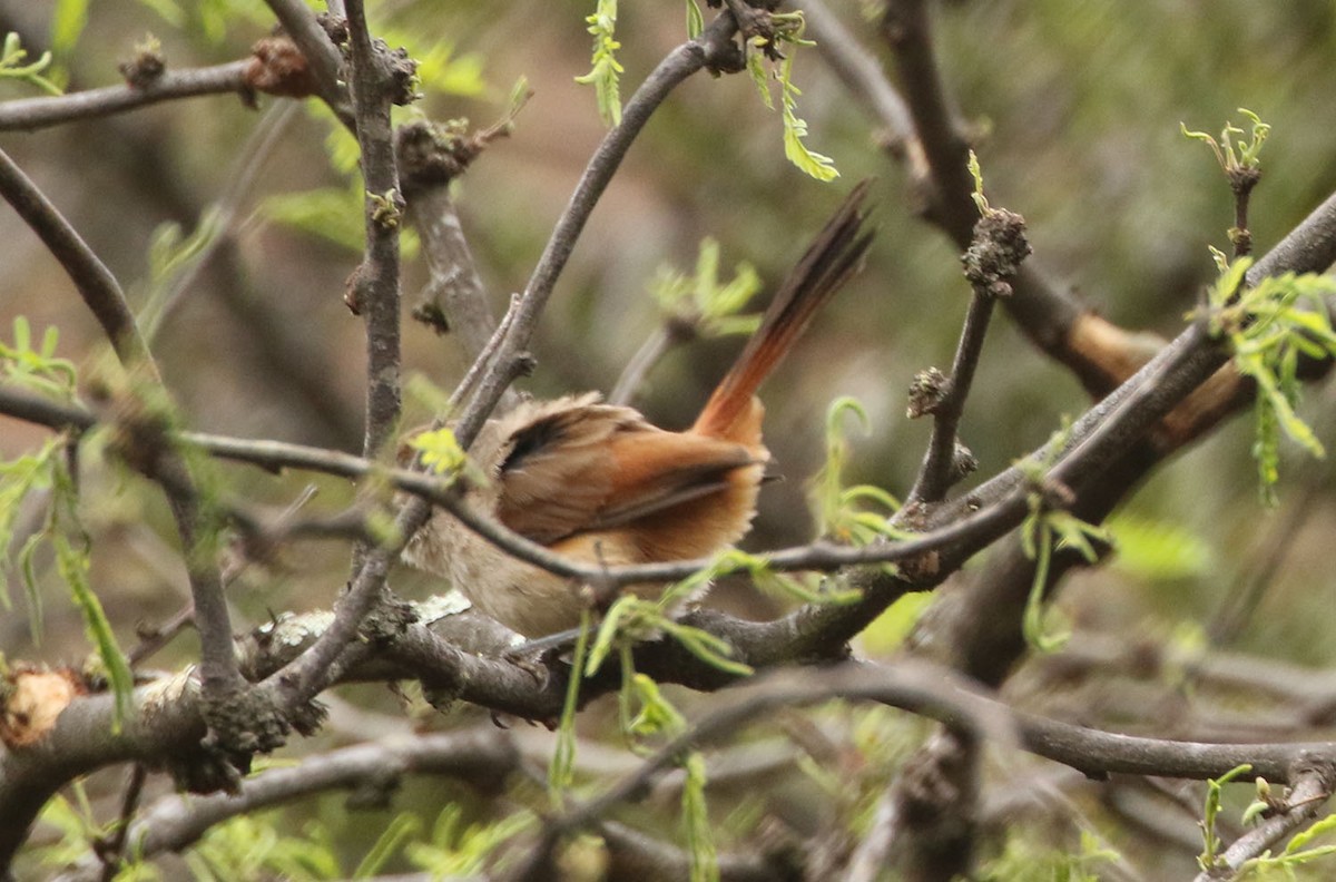 Creamy-breasted Canastero (Rusty-vented) - ML454746511