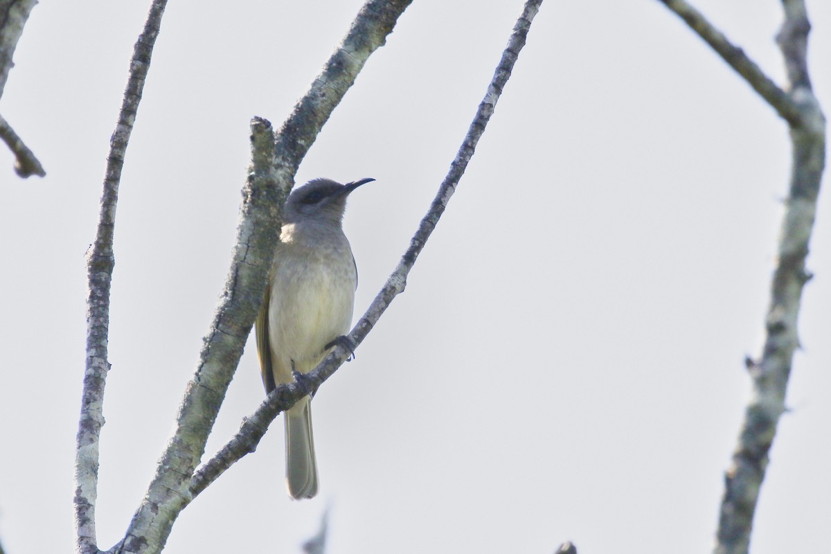 Brown Honeyeater - Dennis Devers