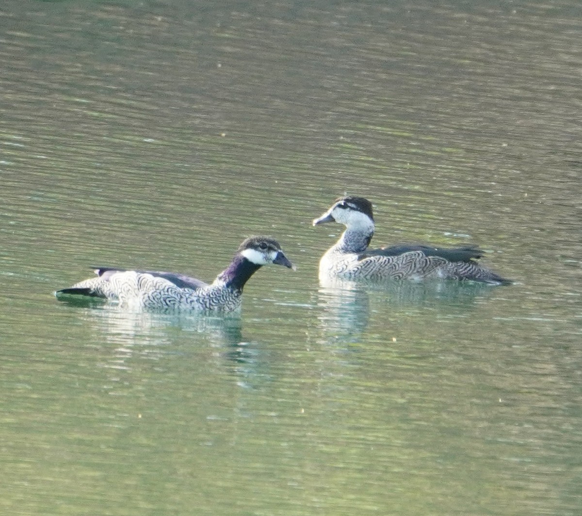 Green Pygmy-Goose - ML454748481