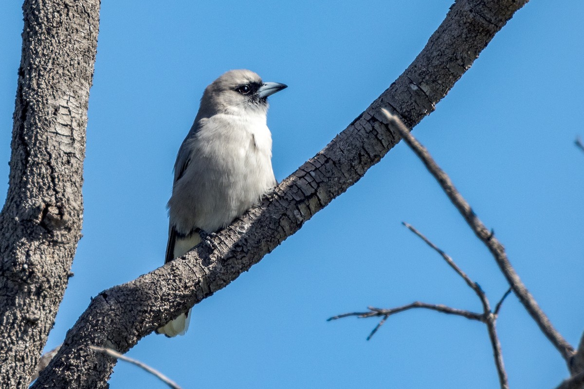 Black-faced Woodswallow - ML454749741