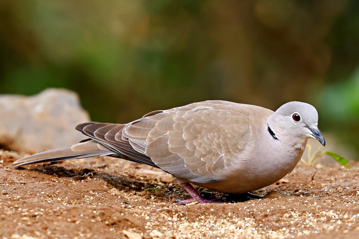 Eurasian Collared-Dove - Kakul Paul