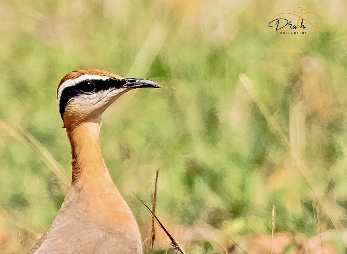 Indian Courser - ML454750581