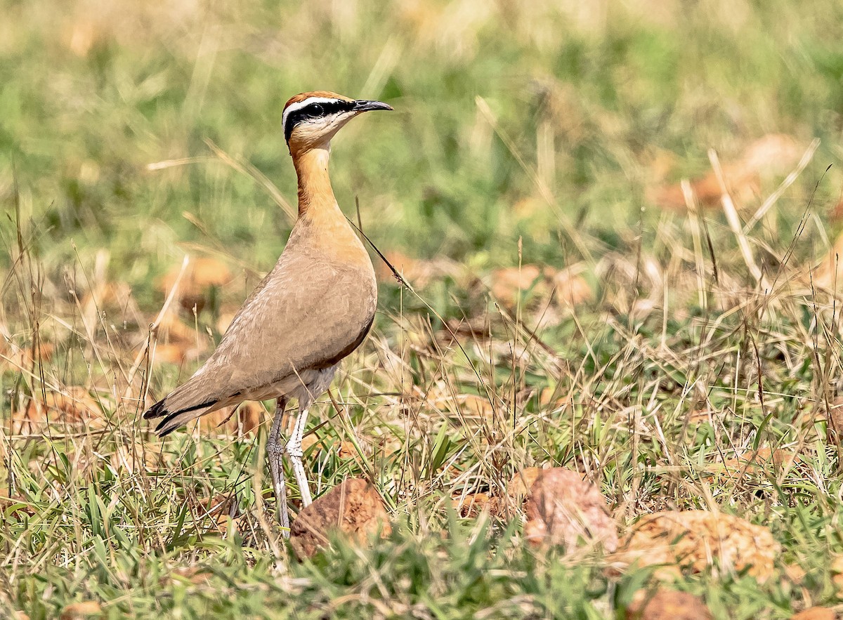 Indian Courser - ML454750631