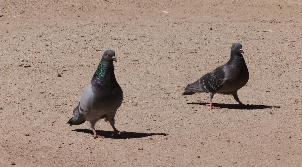 Rock Pigeon (Feral Pigeon) - ML454752581