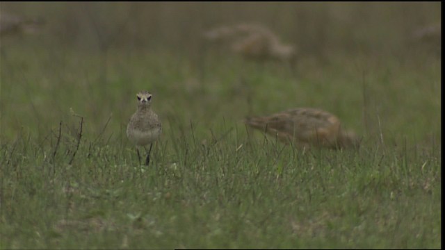 American Golden-Plover - ML454753