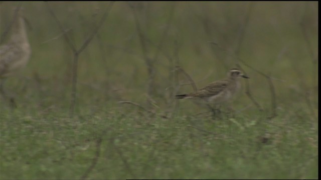 American Golden-Plover - ML454755