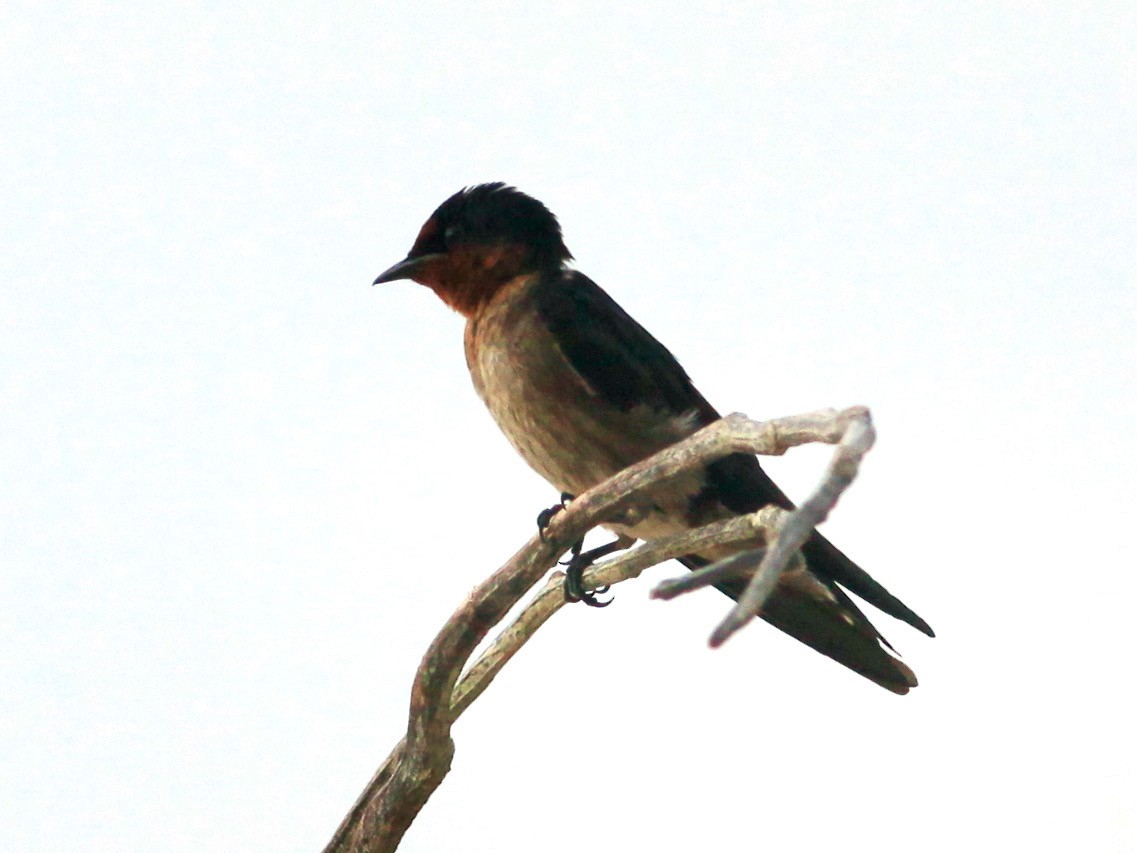 Golondrina del Pacífico - ML454755141