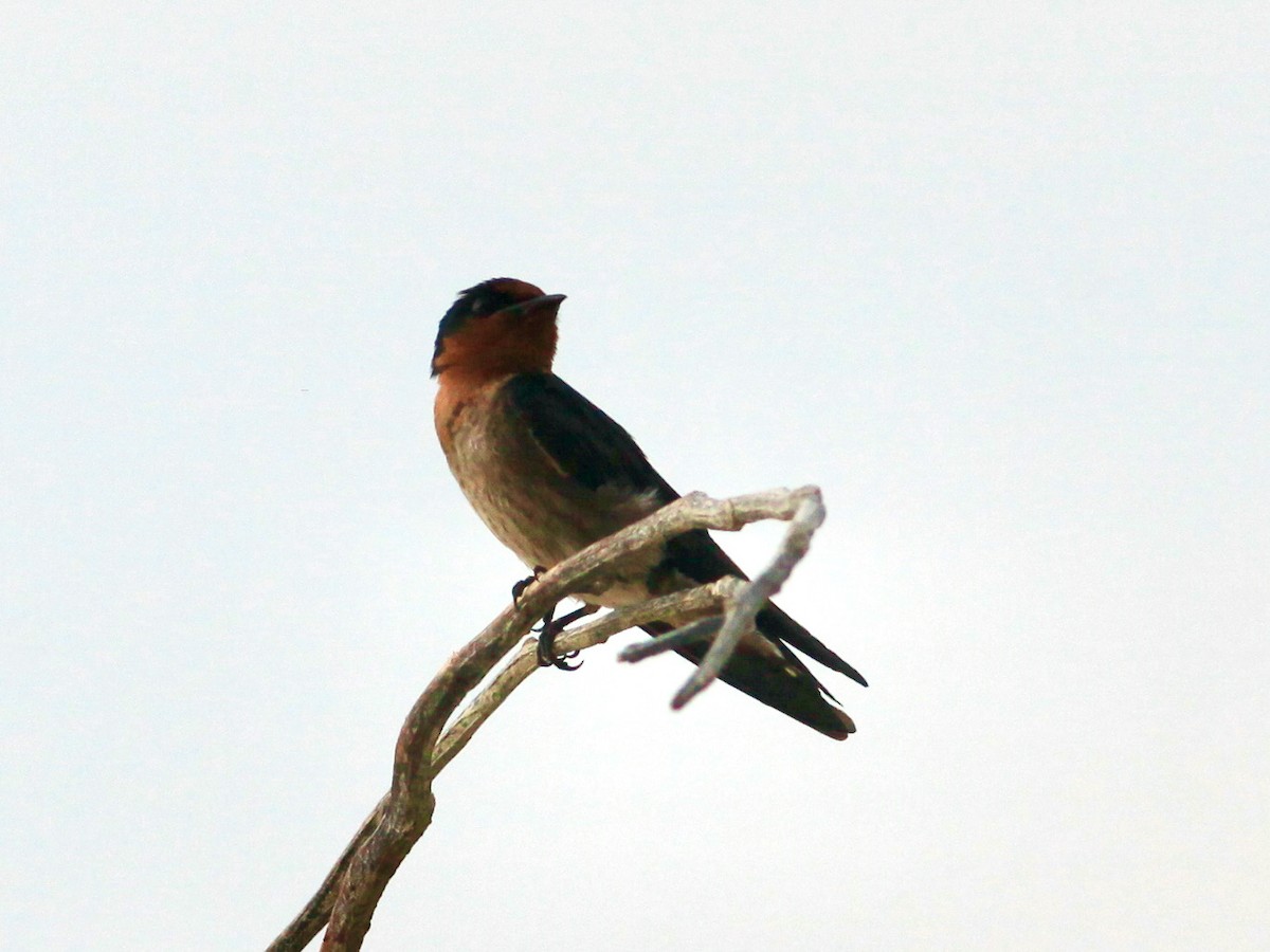 Golondrina del Pacífico - ML454755231