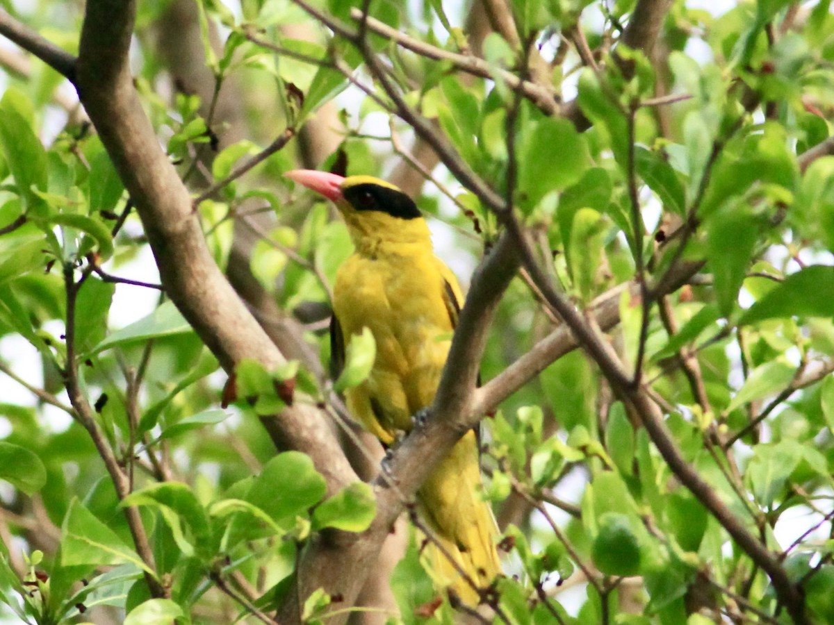 Black-naped Oriole - ML454755241