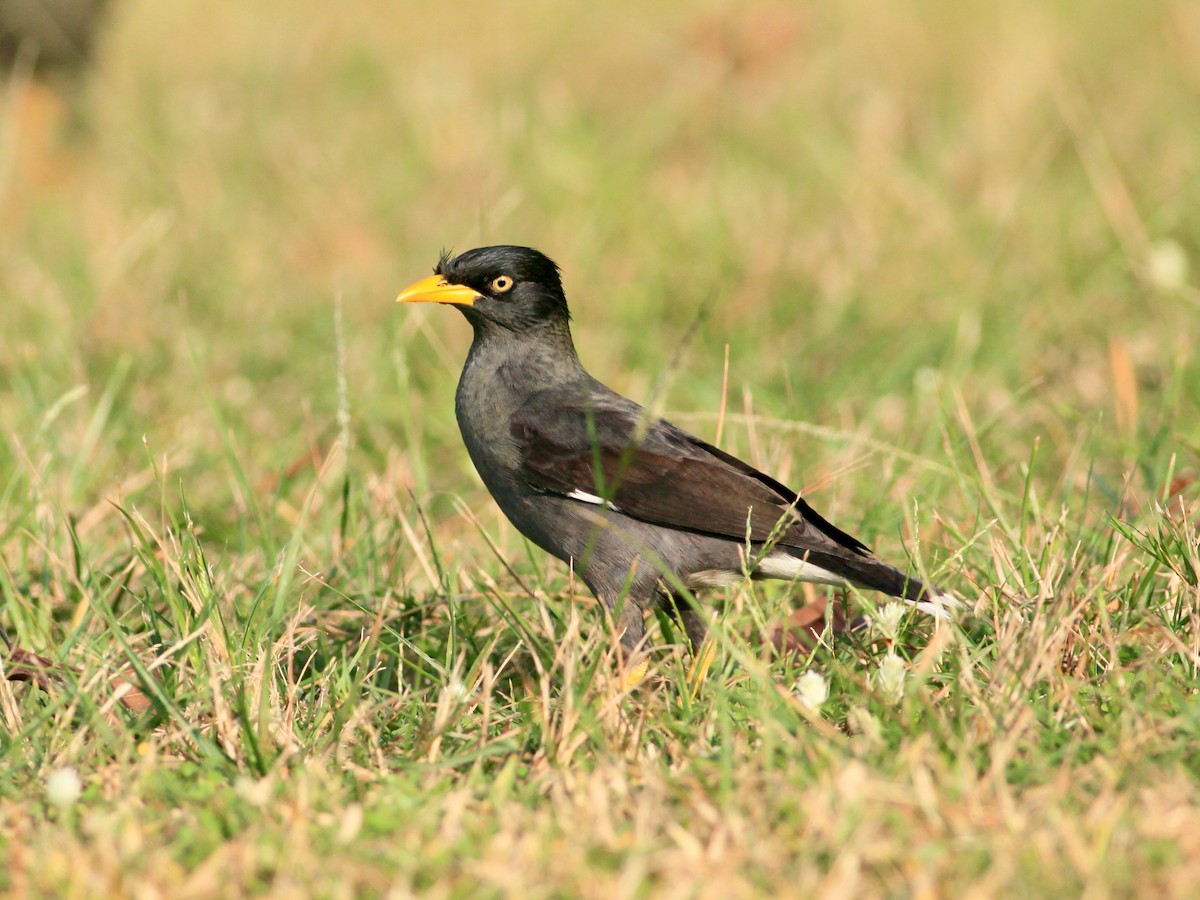 Javan Myna - ML454755271