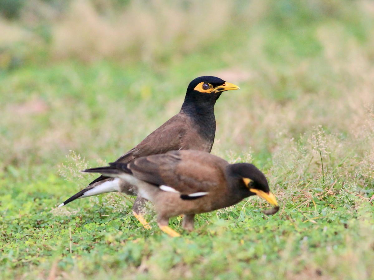 Common Myna - ML454755291