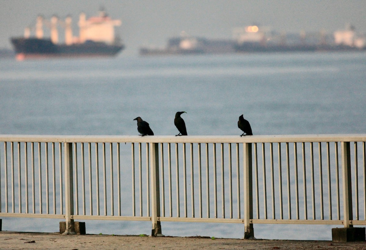 House Crow - Joost Foppes