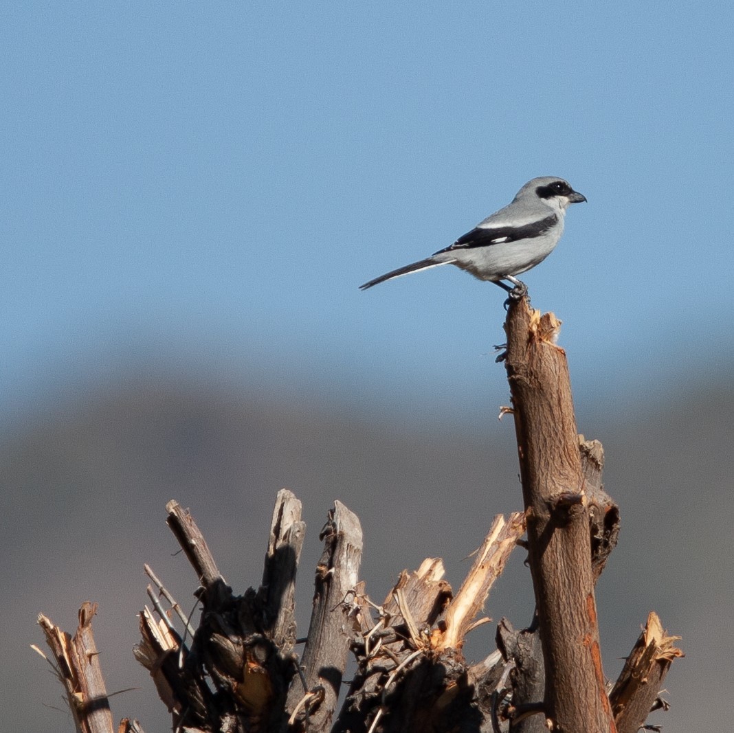 Great Gray Shrike - ML454755401