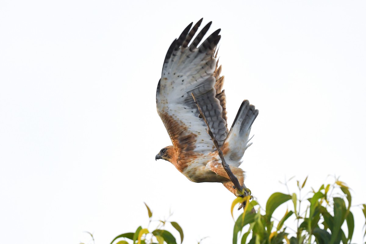 Águila Chica - ML454755711