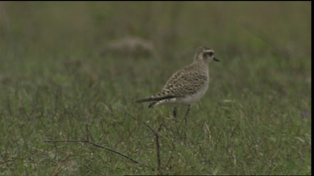 American Golden-Plover - ML454757