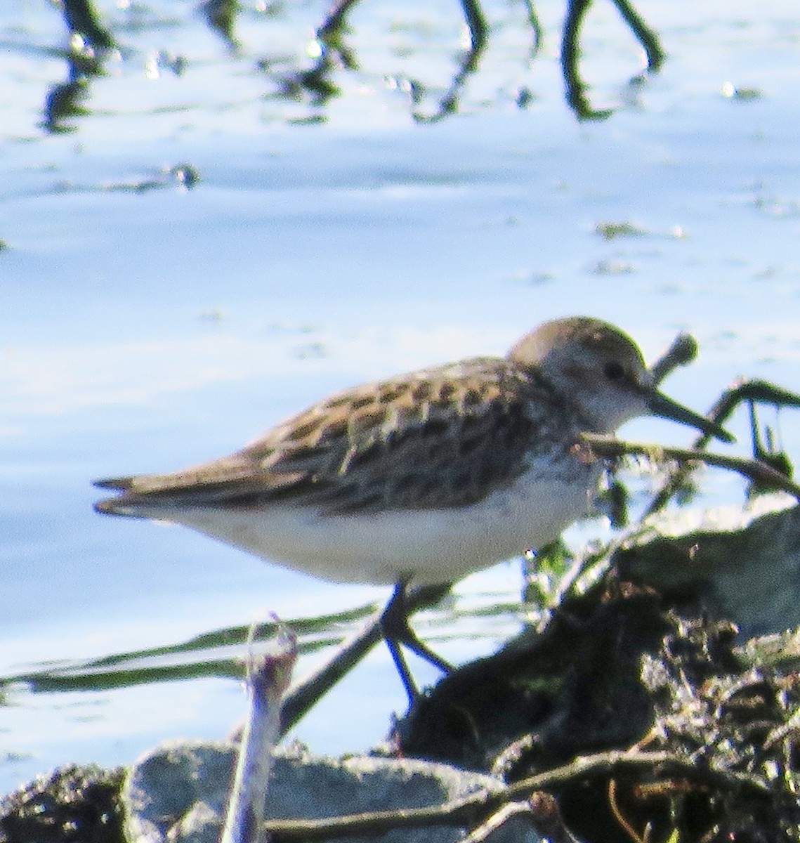 sandsnipe - ML454758271