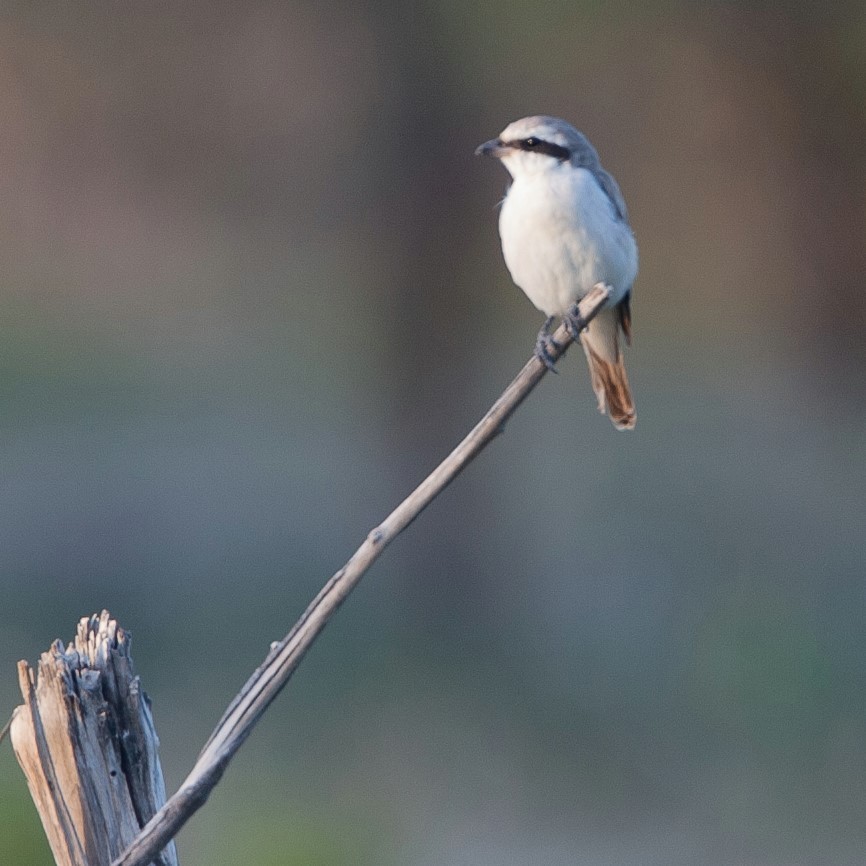 Red-tailed/Isabelline Shrike - ML454758921