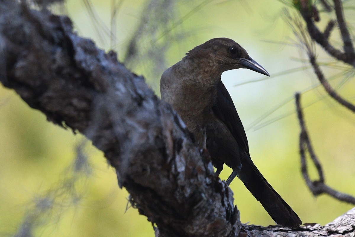 Boat-tailed Grackle - ML454759251