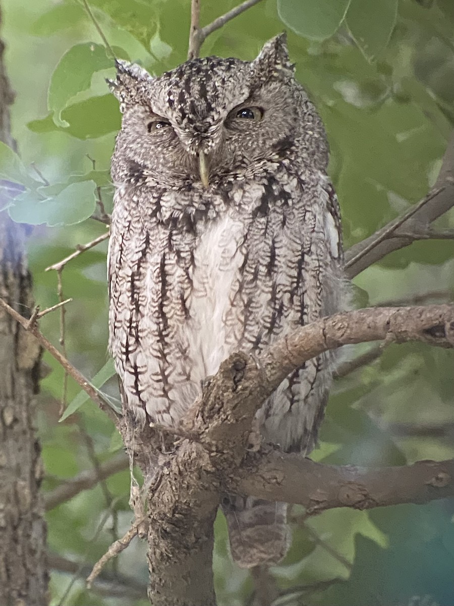 Eastern Screech-Owl - ML454759561