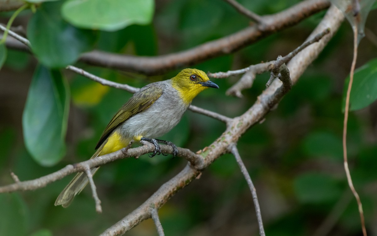 Yellow-throated Bulbul - Sharang Satish