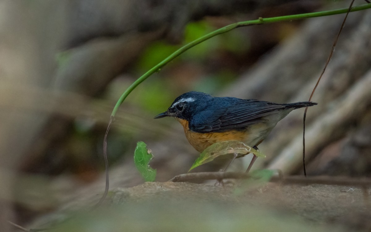 Indian Blue Robin - Sharang Satish