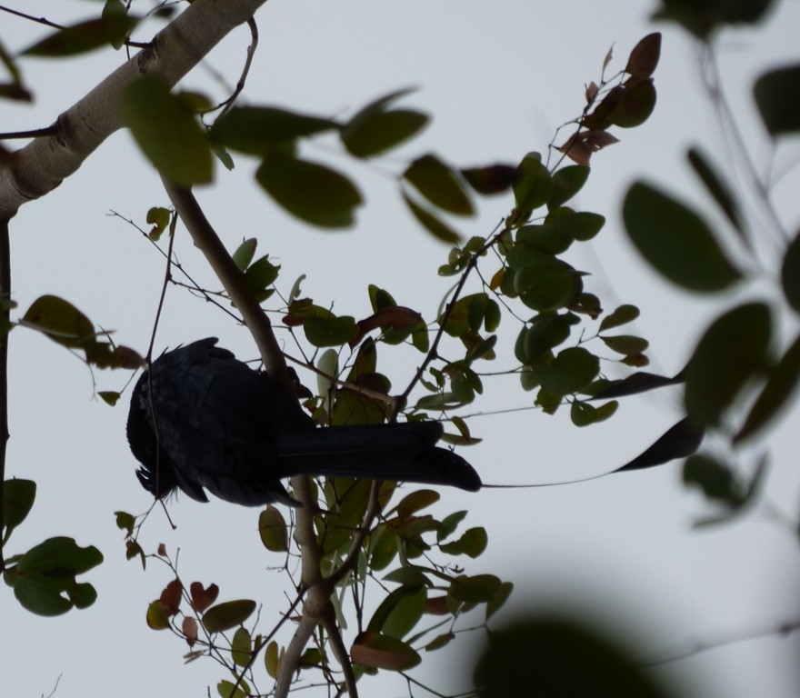 Greater Racket-tailed Drongo - ML45476081