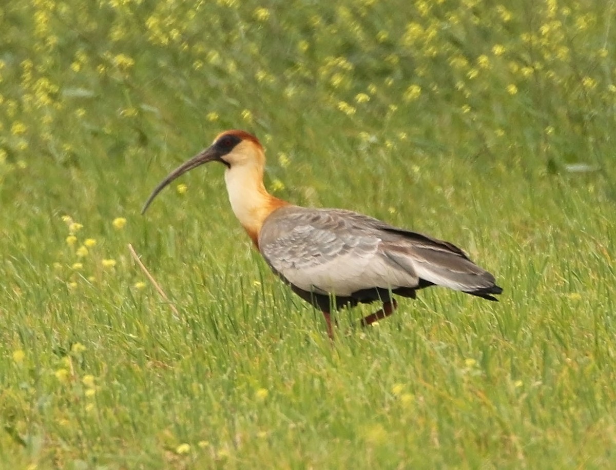 ibis bělokřídlý - ML454760831