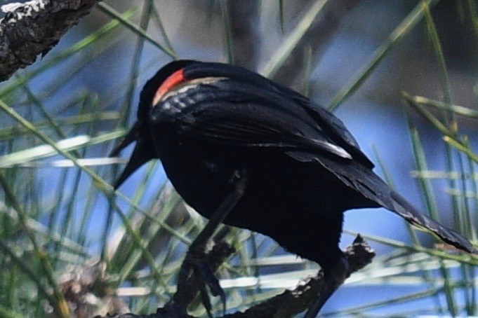 Red-winged Blackbird - ML454760981