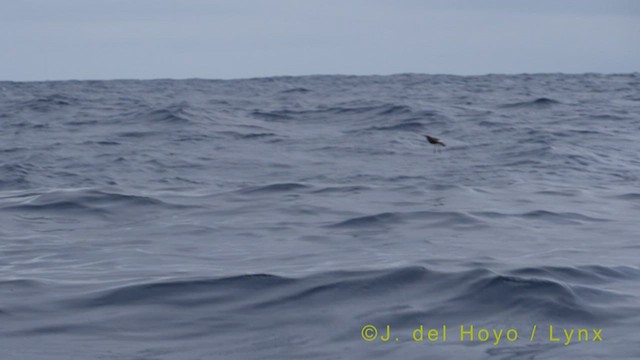 黃蹼洋海燕 - ML454761211