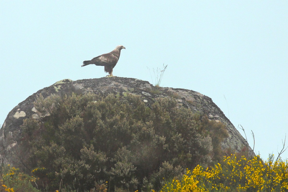 Golden Eagle - ML454761501