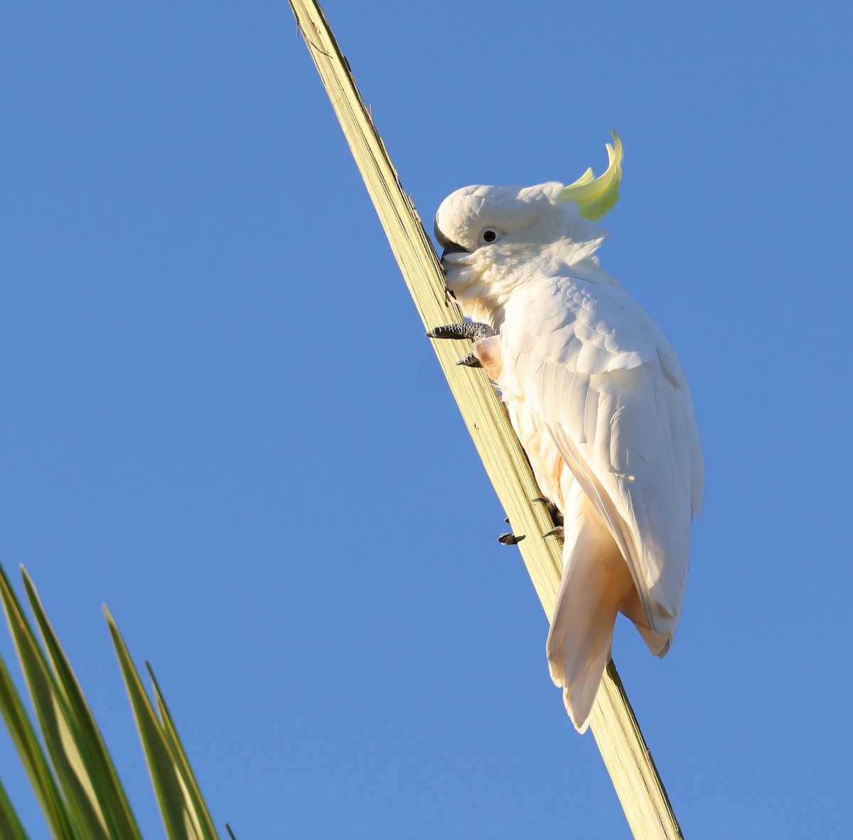 Sulphur-crested Cockatoo - Andy Gee