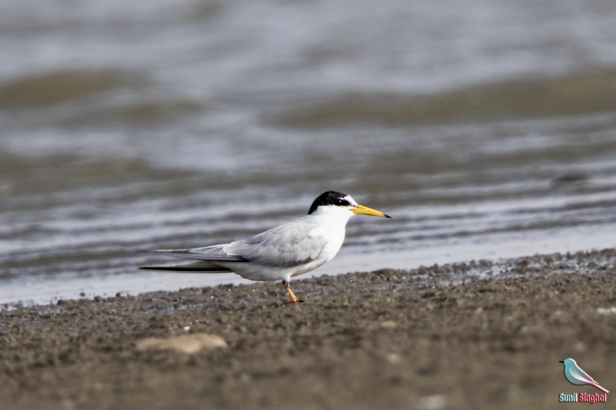 Little Tern - ML454762161