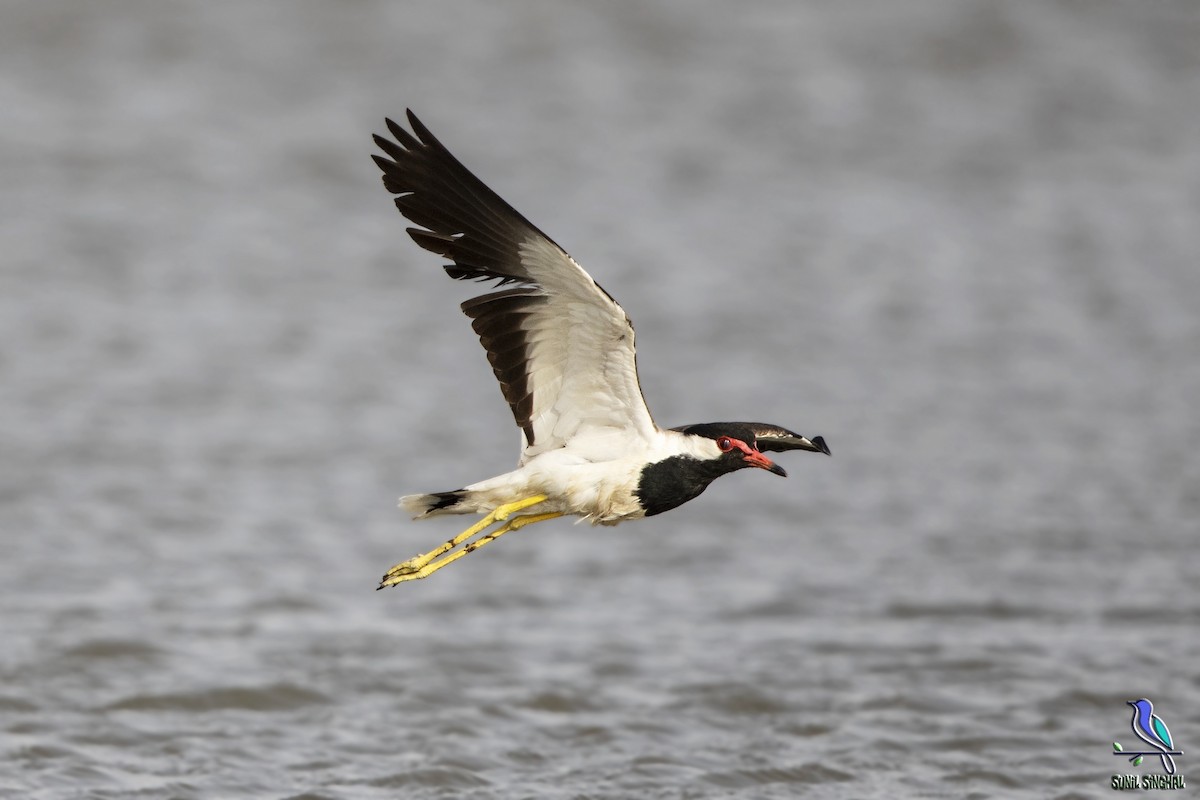 Red-wattled Lapwing - Sunil Singhal