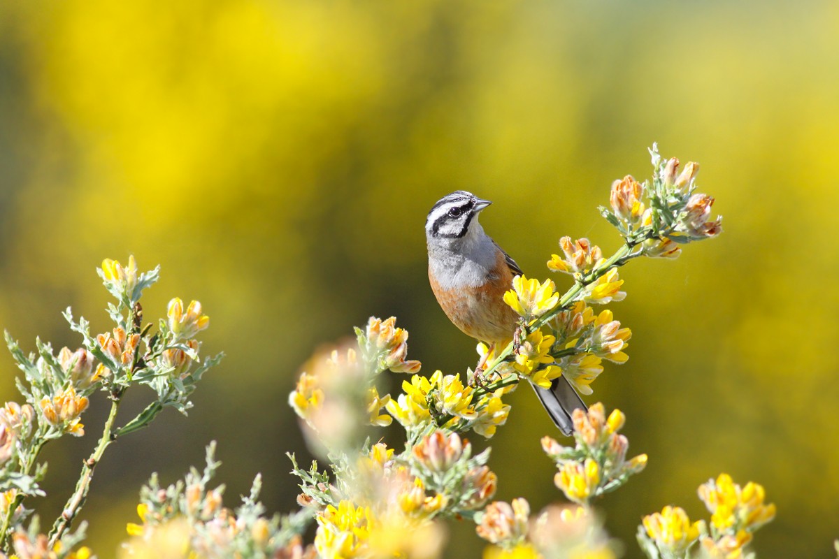 Rock Bunting - Manuela Marques