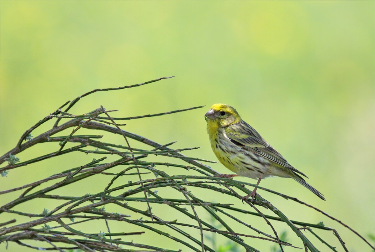 European Serin - ML454763021