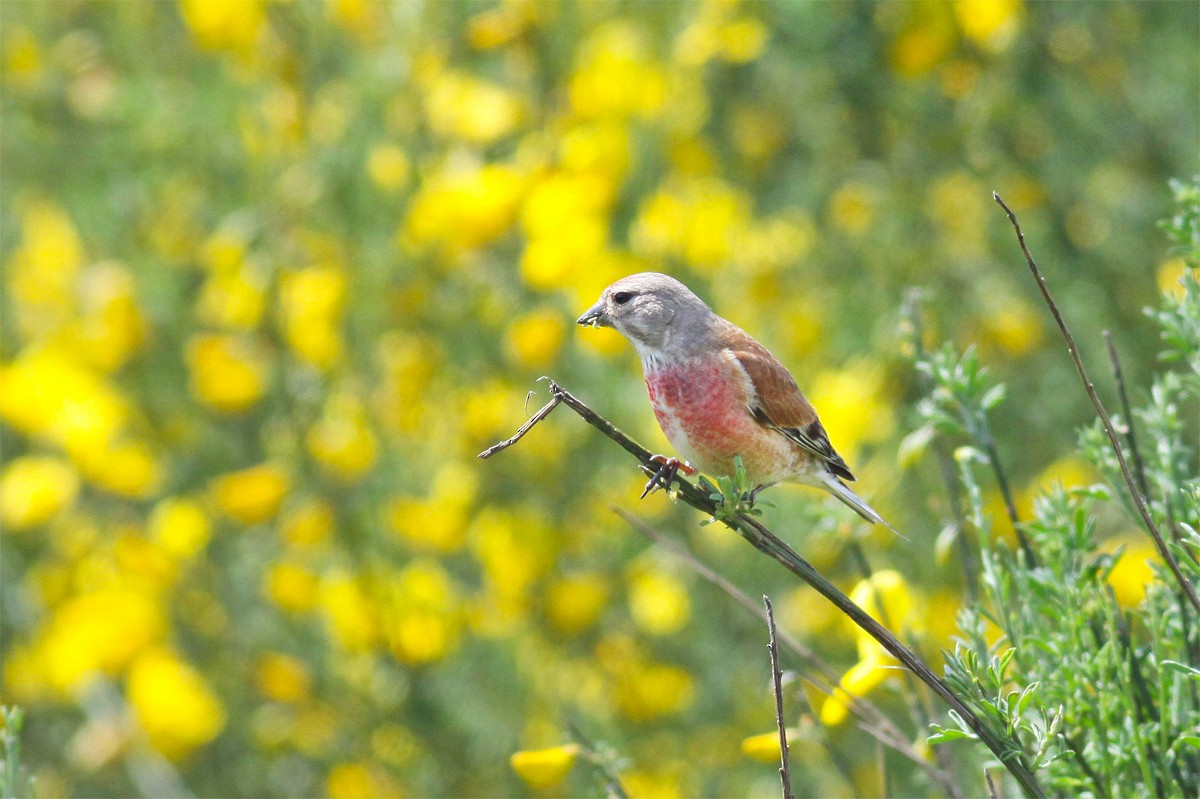 Eurasian Linnet - ML454763031