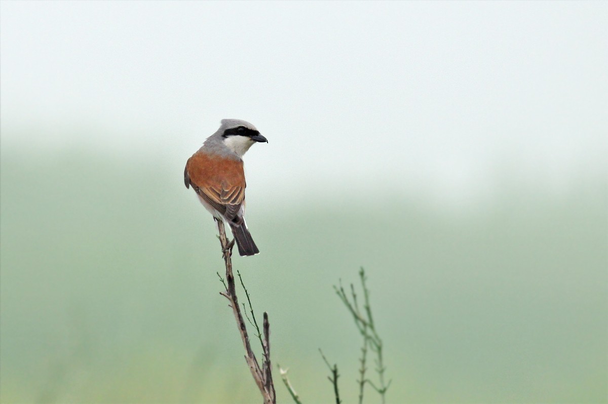 Red-backed Shrike - ML454763091